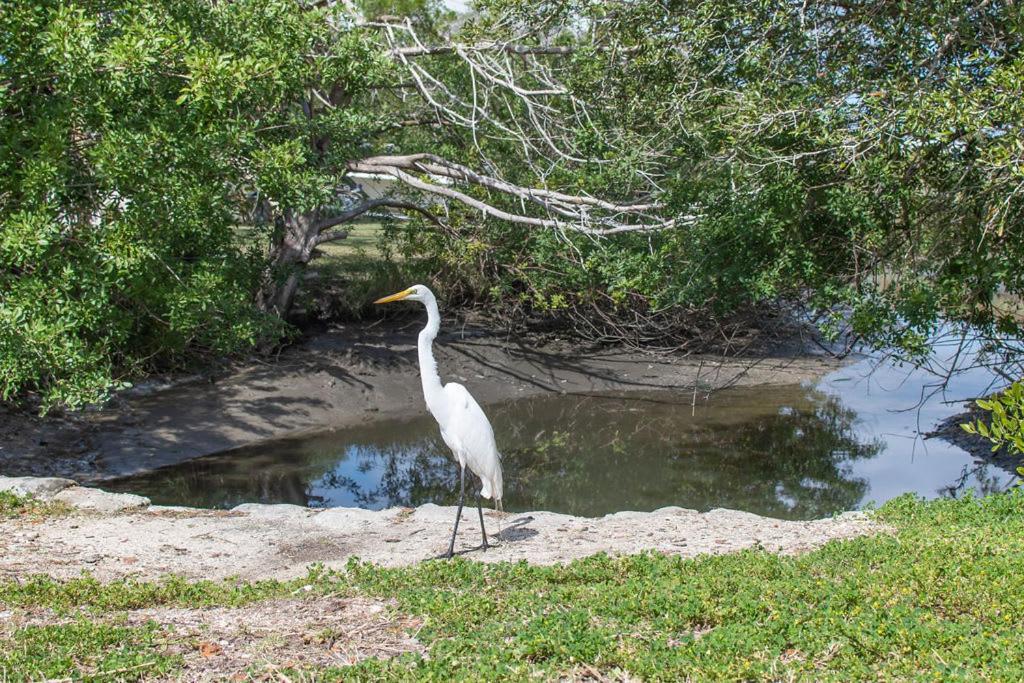 Marsh Front Birders Paradise Close To Beaches And Downtown Villa St. Augustine Exterior photo